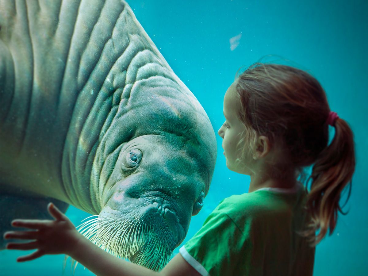 Dolfinarium - meisje-met-walrus