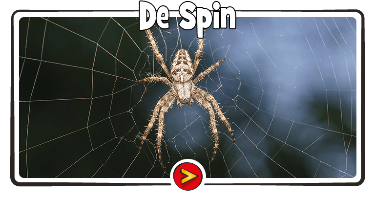 De Spin