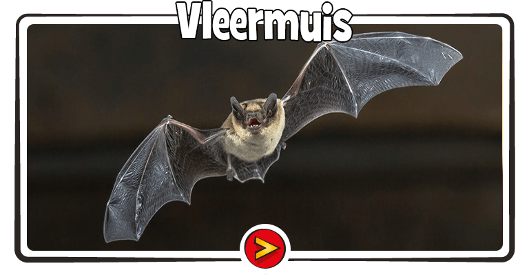 Vleermuis