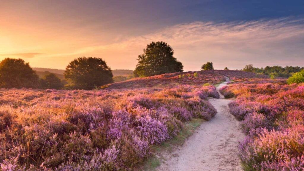 Basisschool excursie Veluwe | Leerzaam en leuk schoolreisje